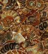 Composite Plate Of Agatized Ammonite Fossils #107208-1